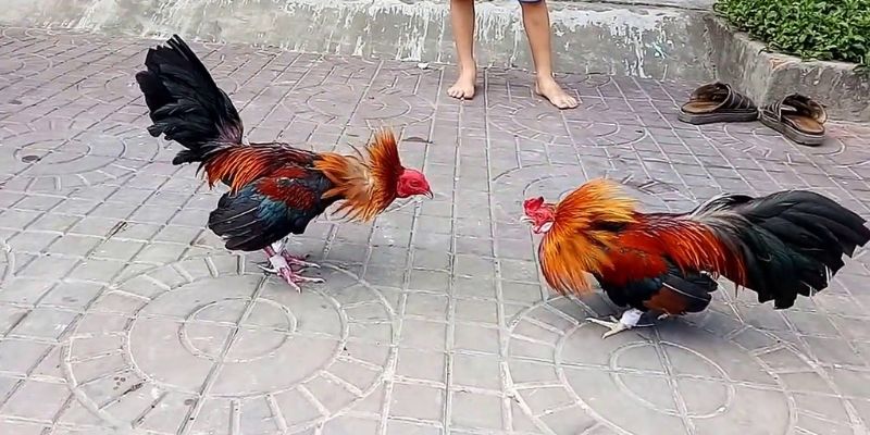 Fun789 mang lại giá trị cực kỳ cao cho người chơi cá cược - Fun789