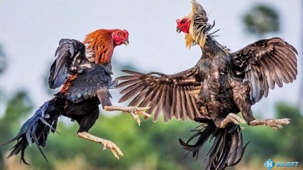 Liên kết truy cập đăng ký Gowin mới được mở khóa - Gowin